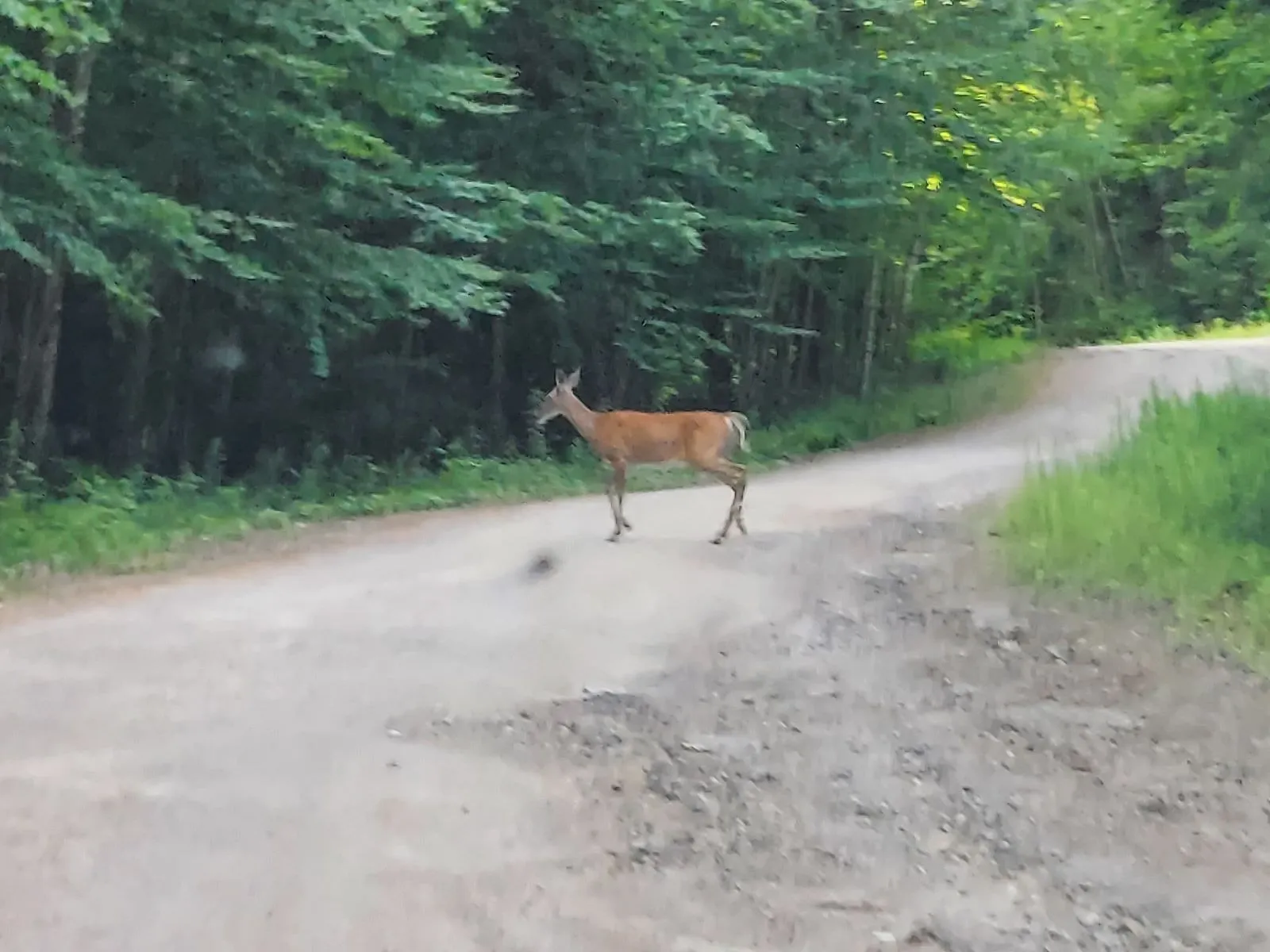 A deer crossing a wooded dirt road, seen through a car windshield